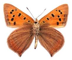 Attēlu rezultāti vaicājumam “Lycaena phlaeas underside”