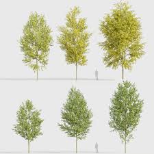 Attēlu rezultāti vaicājumam “Populus x canadensis”