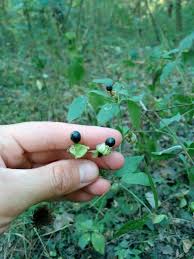 Attēlu rezultāti vaicājumam “Silene baccifera fruit”