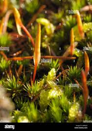 Attēlu rezultāti vaicājumam “Polytrichum juniperinum sporophyte”