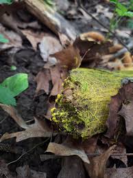 Attēlu rezultāti vaicājumam “Physarum bivalve young”