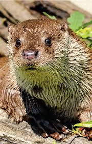Attēlu rezultāti vaicājumam “Lutra lutra”