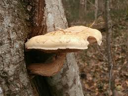 Attēlu rezultāti vaicājumam “Pholiota heteroclita”