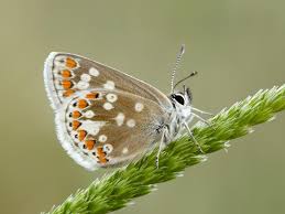 Attēlu rezultāti vaicājumam “Aricia artaxerxes  male”