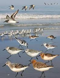 Attēlu rezultāti vaicājumam “Calidris alba”