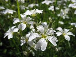 Attēlu rezultāti vaicājumam “Cerastium arvense flower”