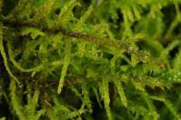 Attēlu rezultāti vaicājumam “Abietinella abietina”