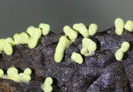 Attēlu rezultāti vaicājumam “Physarum luteolum spores”