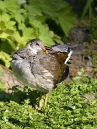 Attēlu rezultāti vaicājumam “Gallinula chloropus juvenile”