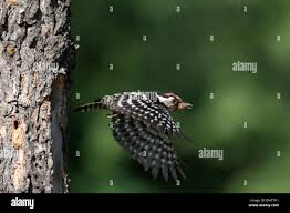Attēlu rezultāti vaicājumam “Dendrocopos minor male”