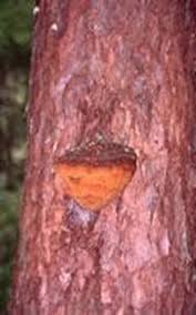 Attēlu rezultāti vaicājumam “Phellinus pini”