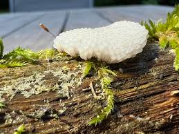 Attēlu rezultāti vaicājumam “Stemonitis marjana stalked”