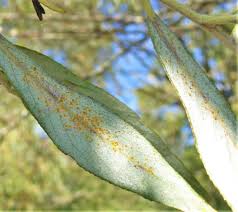 Attēlu rezultāti vaicājumam “Melampsora magnusiana”