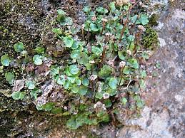 Attēlu rezultāti vaicājumam “Preissia quadrata”