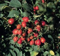 Attēlu rezultāti vaicājumam “Rosa glauca leaf”