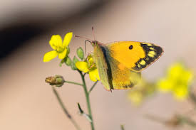 Attēlu rezultāti vaicājumam “Colias croceus”