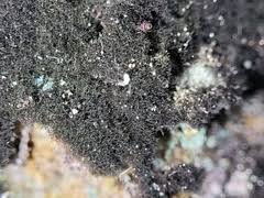 Attēlu rezultāti vaicājumam “Cystocoleus ebeneus”