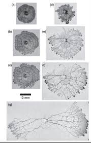 Attēlu rezultāti vaicājumam “Physarum contextum young”