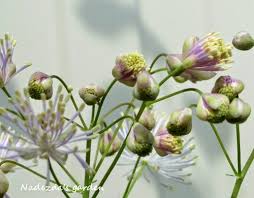 Attēlu rezultāti vaicājumam “Thalictrum aquilegifolium bud”