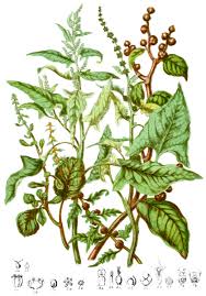 Attēlu rezultāti vaicājumam “Chenopodiaceae”