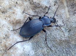 Attēlu rezultāti vaicājumam “Carabus hortensis”