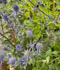 Image result for Eryngium `Blue Hobbit`