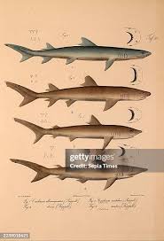 Image result for Carcharhinus obscurus