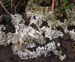 Attēlu rezultāti vaicājumam “Sebacina incrustans”