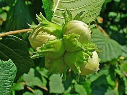 Attēlu rezultāti vaicājumam “Corylus avellana”