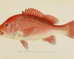 Image result for Lutjanus campechanus