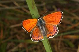 Attēlu rezultāti vaicājumam “Lycaeniinae”