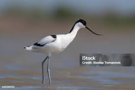 Attēlu rezultāti vaicājumam “Recurvirostra avosetta”