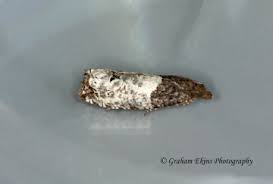 Attēlu rezultāti vaicājumam “Notocelia roborana”