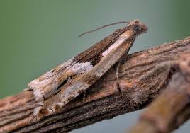 Attēlu rezultāti vaicājumam “Ancylis myrtillana”