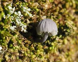Attēlu rezultāti vaicājumam “Mycena pseudocorticola”