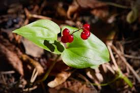 Attēlu rezultāti vaicājumam “Maianthemum bifolium fruit”