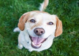 Image result for Forehill Bowling Club