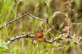 Attēlu rezultāti vaicājumam “Clossiana selene upperside”