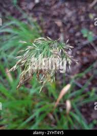 Attēlu rezultāti vaicājumam “Festuca altissima leaf”
