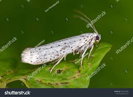 Attēlu rezultāti vaicājumam “Yponomeutidae”