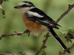 Image result for Lanius nubicus