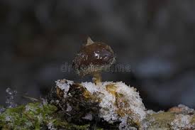 Attēlu rezultāti vaicājumam “Geastrum pectinatum”