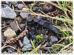 Attēlu rezultāti vaicājumam “Oligia sp.”