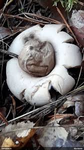 Attēlu rezultāti vaicājumam “Trichia contorta sessile”