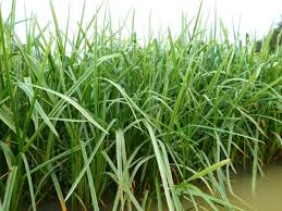 Attēlu rezultāti vaicājumam “Glyceria lithuanica”