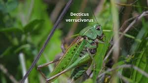 Attēlu rezultāti vaicājumam “Decticus verrucivorus”