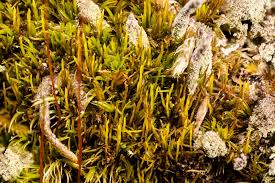 Attēlu rezultāti vaicājumam “Dicranum flagellare”