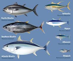 Image result for Thunnus maccoyii