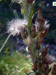 Attēlu rezultāti vaicājumam “Gnaphalium sylvaticum flower”