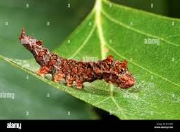 Attēlu rezultāti vaicājumam “Falcaria lacertinaria”